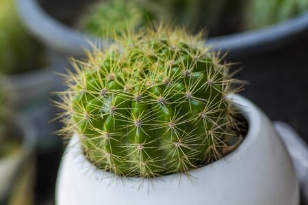 Cactus  with long needle,in a white pot, and blurred green background
の写真素材