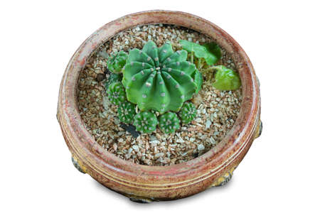 Cactus  with long needle,in beautiful cement pot, isolated on white background, clipping pathの写真素材
