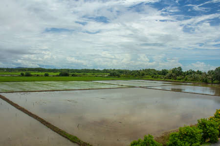 Green rice field in the morning sunlight and blue sky in thailand.の写真素材