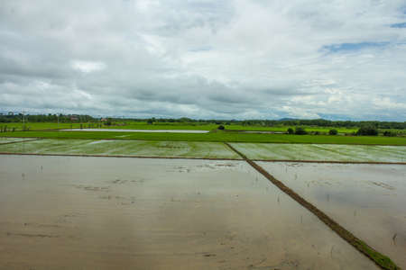 Green rice field in the morning sunlight and blue sky in thailand.の写真素材