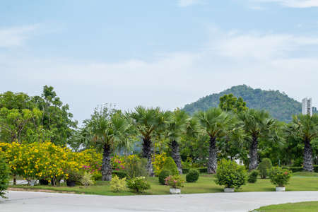 Scenic View of a Beautiful Garden with a Large Open Green Grass Lawn ,Park and lawn green trees large courtyard beautiful sunlightの写真素材
