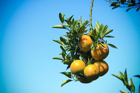 Orange fruit bunch hanging with sky backgroundの写真素材