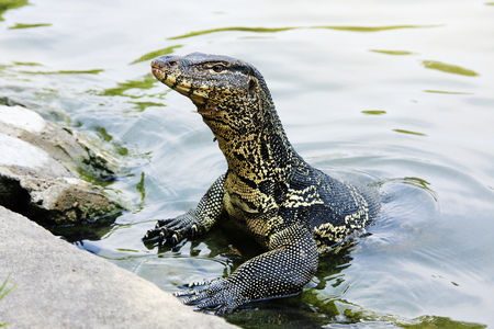 Water monitor crawling up from waterの写真素材