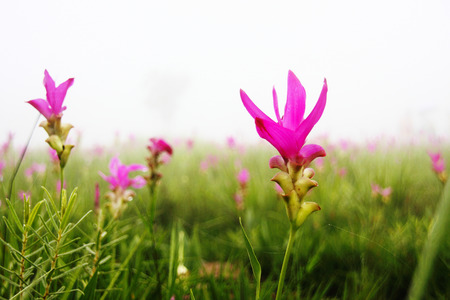 Closeup of Pink Siam Tulip with foggy backgroundの写真素材