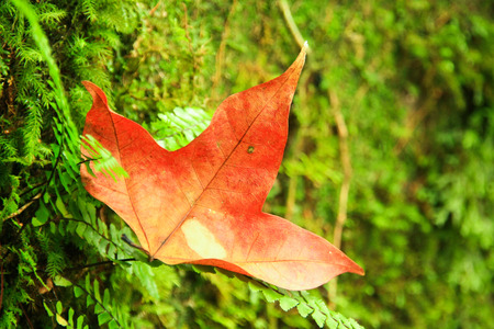 Closeup of maple red leaf with green fern backgroundの写真素材