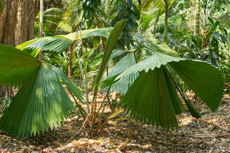 Tropical forest of Southeast Asiaの写真素材