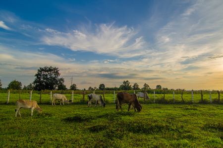 Farm cow on sunriseの写真素材