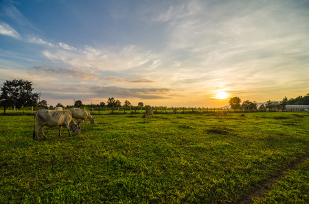 Farm cow on sunriseの写真素材