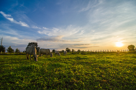 Farm cow on sunriseの写真素材