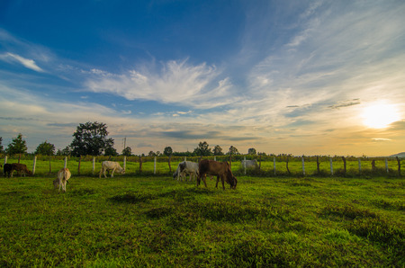 Farm cow on sunriseの写真素材