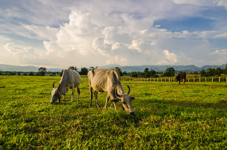 Farm cow on sunriseの写真素材