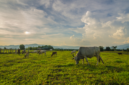 Farm cow on sunriseの写真素材