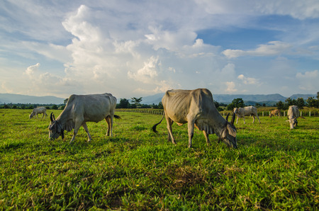 Farm cow on sunriseの写真素材