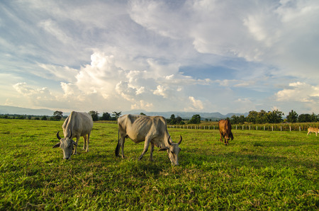 Farm cow on sunriseの写真素材