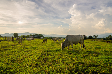Farm cow on sunriseの写真素材