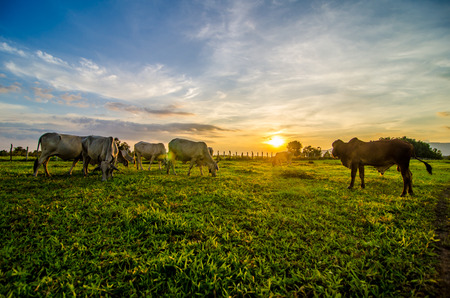 Farm cow on sunriseの写真素材