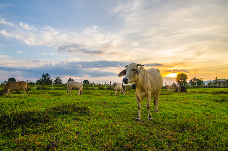 Farm cow on sunriseの写真素材