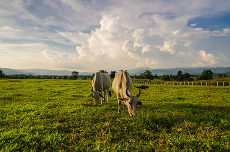 Farm cow on sunriseの写真素材