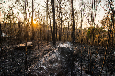 Forest condition in monsoon zone After the wildfire Severe burn Fire destroyed everything Left only scorched trees and ashes.の写真素材