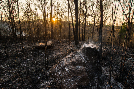 Forest condition in monsoon zone After the wildfire Severe burn Fire destroyed everything Left only scorched trees and ashes.の写真素材