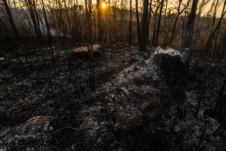 Forest condition in monsoon zone After the wildfire Severe burn Fire destroyed everything Left only scorched trees and ashes.の写真素材