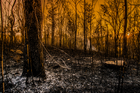 Forest condition in monsoon zone After the wildfire Severe burn Fire destroyed everything Left only scorched trees and ashes.の写真素材