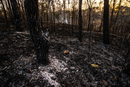 Forest condition in monsoon zone After the wildfire Severe burn Fire destroyed everything Left only scorched trees and ashes.の写真素材