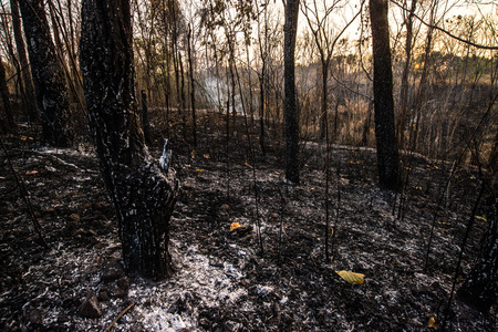 Forest condition in monsoon zone After the wildfire Severe burn Fire destroyed everything Left only scorched trees and ashes.の写真素材