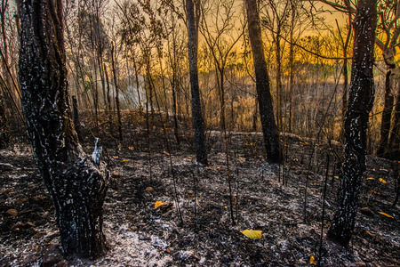Forest condition in monsoon zone After the wildfire Severe burn Fire destroyed everything Left only scorched trees and ashes.の写真素材