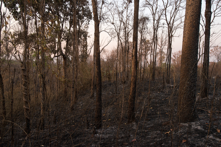 Forest condition in monsoon zone After the wildfire Severe burn Fire destroyed everything Left only scorched trees and ashes.の写真素材