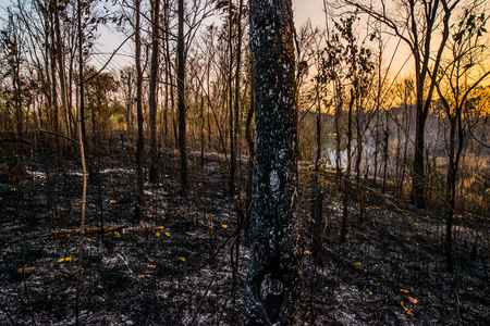 Forest condition in monsoon zone After the wildfire Severe burn Fire destroyed everything Left only scorched trees and ashes.の写真素材