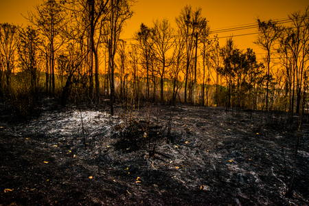 Forest condition in monsoon zone After the wildfire Severe burn Fire destroyed everything Left only scorched trees and ashes.の写真素材