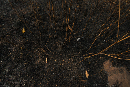 Forest condition in monsoon zone After the wildfire Severe burn Fire destroyed everything Left only scorched trees and ashes.の写真素材
