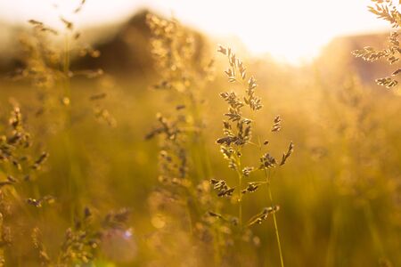 Stems of field grass on sunset. Bluegrass on sundown. Selective focus, film effect and author...