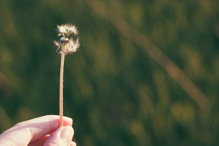 Stem of fluffy dandelion in woman hand on sunset. Selective focus, film effect and author...