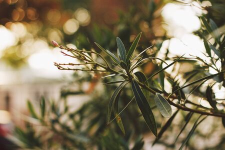 Blooming oleander in the italian garden. Soft focus on photo and author processing.の写真素材