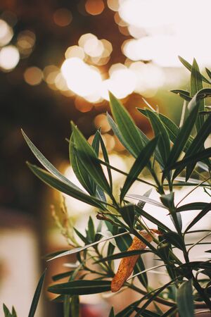 Oleander in the italian garden. Soft focus on photo and author processing.の写真素材
