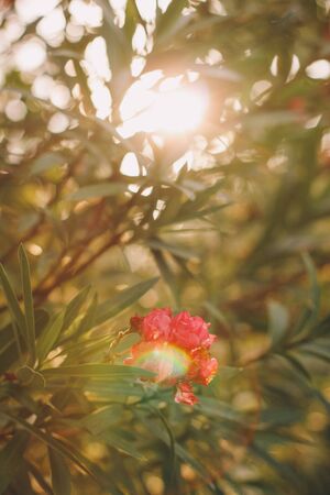 Blooming oleander in the italian garden. Soft focus on photo and author processing.