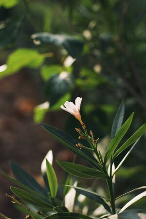 Blooming oleander in the italian garden. Soft focus on photo and author processing.