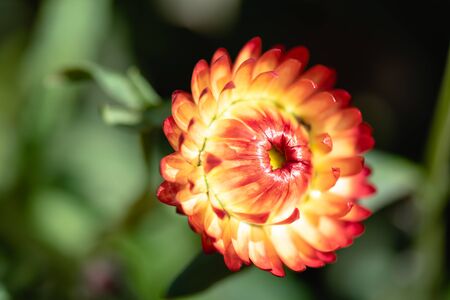 Close-up beautiful straw flower in a nature, colourful flowersの写真素材
