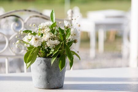 White chrysanthemum in a pot, decorated on a white table in the restaurant