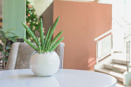 Cylindrical Snake Plant in a glass jar, placed on a table in the living room.の写真素材