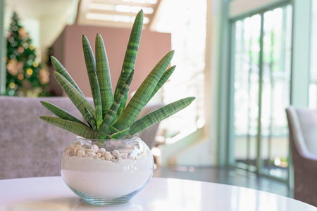 Cylindrical Snake Plant in a glass jar, placed on a table in the living room.の写真素材