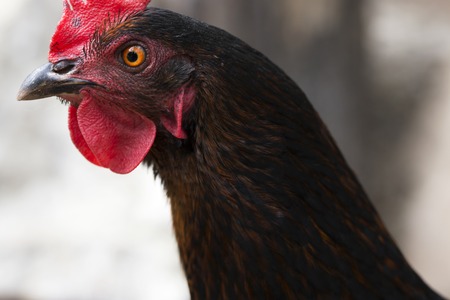 close up domestic roosterの写真素材