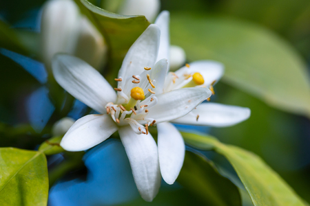 orange tree blossom. close up flower photoの写真素材