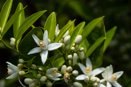 orange tree branch and blossoms. close up flower photoの写真素材