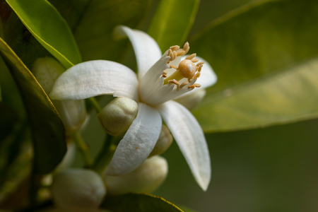 orange tree blossom. close up flower photoの写真素材