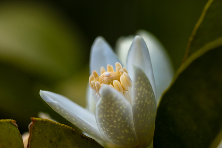 orange tree blossom. close up flower photoの写真素材