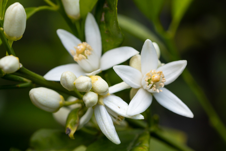 orange tree branch and blossoms. close up flower photoの写真素材
