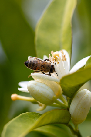 honey bee on orange tree blossom. close up macro flower photoの写真素材